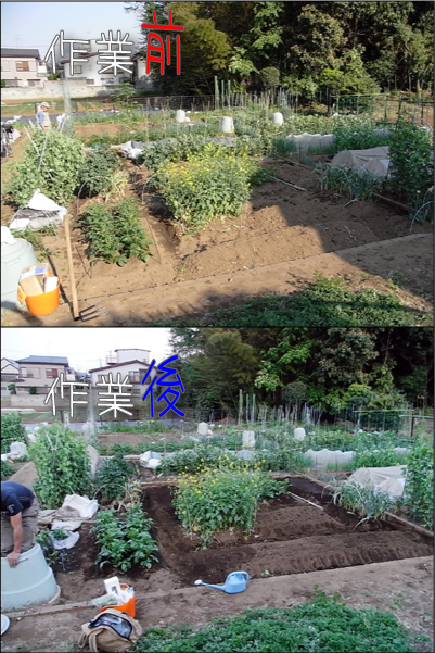 畑 チョロギ植え付け 夏野菜植え付け準備 休日は畑に行こう